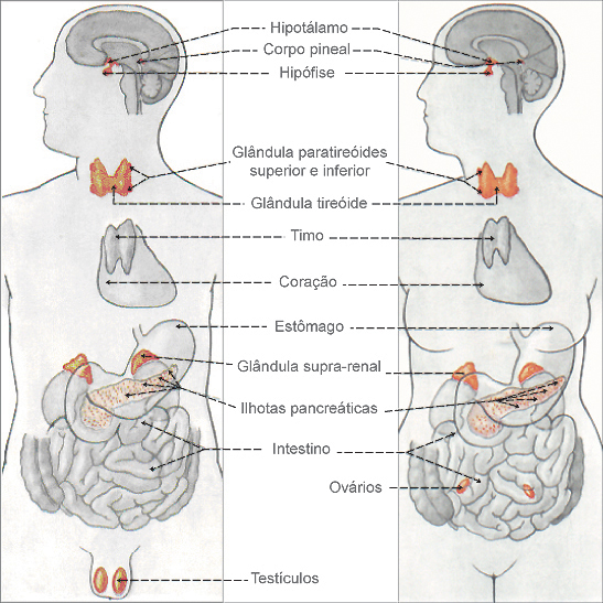 Glndulas Sexuais - As sete glndulas endcrinas no homem
